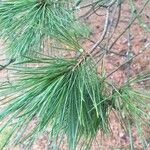 Pinus peuce Leht