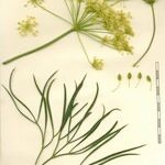 Peucedanum officinale Diğer