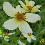 Bidens aurea Flor