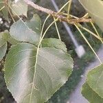 Populus deltoides Blatt