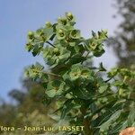 Euphorbia isatidifolia ᱪᱷᱟᱹᱞᱤ