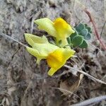 Linaria thymifolia Flor