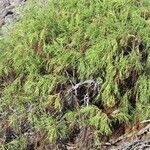 Plocama pendula Habit