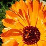 Calendula officinalis Цвят