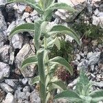 Mentha longifolia Leaf