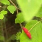 Lonicera canadensis Fruit