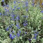Salvia chamaedryoides Hábito