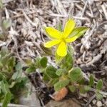 Helianthemum salicifolium Хабит