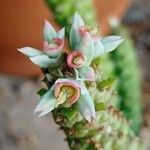 Euphorbia schubei Kwiat