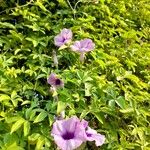 Ipomoea cairica ശീലം