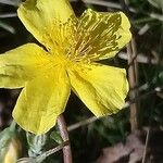 Helianthemum nummularium Квітка