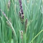 Carex nigraFlor