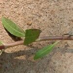 Eclipta prostrata Bark