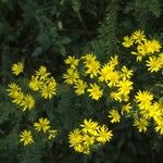 Chrysopsis mariana Flower