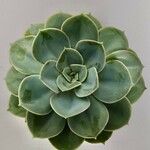 Echeveria secundaFolha