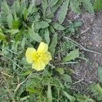 Oenothera triloba Λουλούδι