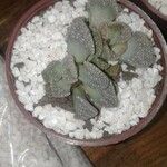 Titanopsis calcareaKvět