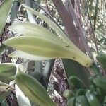 Vanilla planifolia Blomma