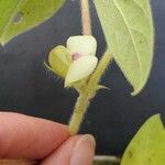 Macrotyloma axillare Flower