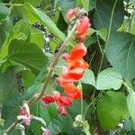 Phaseolus coccineus Fruit