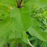 Eutrochium maculatum Hoja
