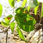 Piscidia carthagenensis Blad