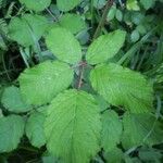 Rubus adscitus Folha