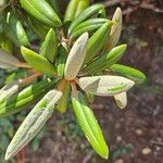 Rhododendron degronianum Blatt