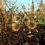 Hieracium sabaudum Buveinė