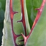 Agave salmiana Sonstige