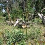 Yucca arkansana Habit