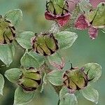 Rodgersia aesculifolia Blomst