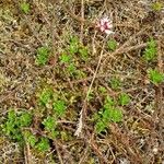 Thymus serpyllumFrunză