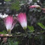 Samanea saman Leaf