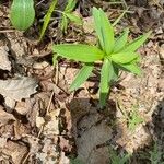 Lilium canadense Leaf