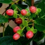 Hypericum androsaemum Ліст