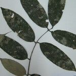 Spirotropis longifolia Otro
