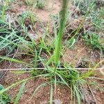 Sporobolus stapfianus Blatt