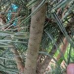 Pinus flexilis Casca