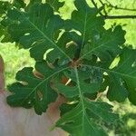 Quercus lobata Leaf