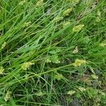 Carex mesochorea Feuille