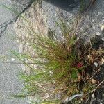 Agrostis stolonifera Plante entière