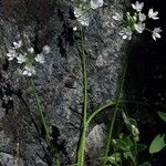 Allium hyalinum 花