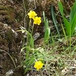 Narcissus rupicola Flor