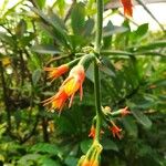 Gurania makoyana Flower