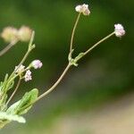 Valeriana vesicaria Natur