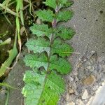 Brassica tournefortii Leaf