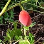 Podophyllum hexandrum Vili