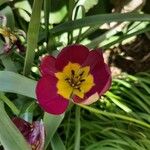 Tulipa humilis Blüte