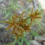 Cyperus haspan Floare